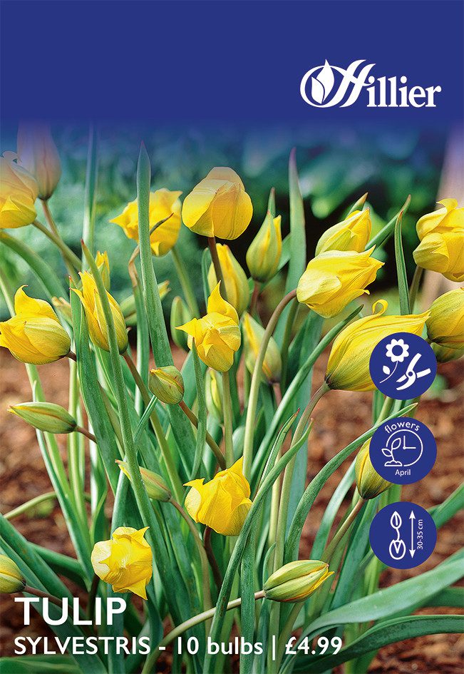 8718641999752 1 Tulip Sylvestris Woodland Tulip Bulbs.jpg
